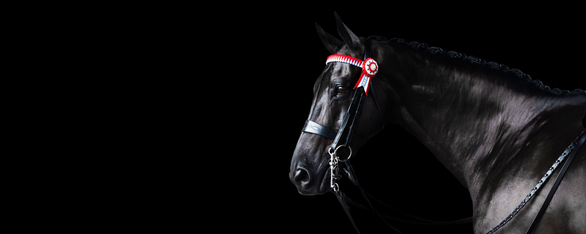 A black horse in profile wearing a red and white decorative headband with a ribbon badge, photographed against a solid black background.