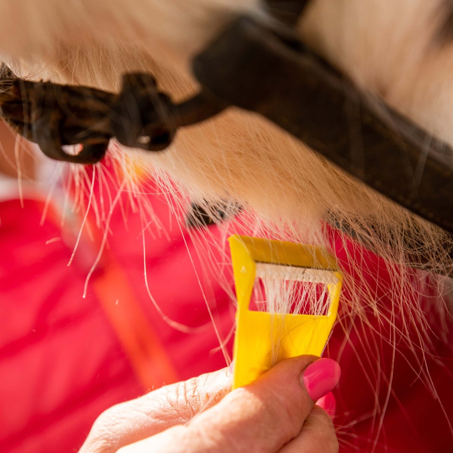 Equi-Shave Box of 50