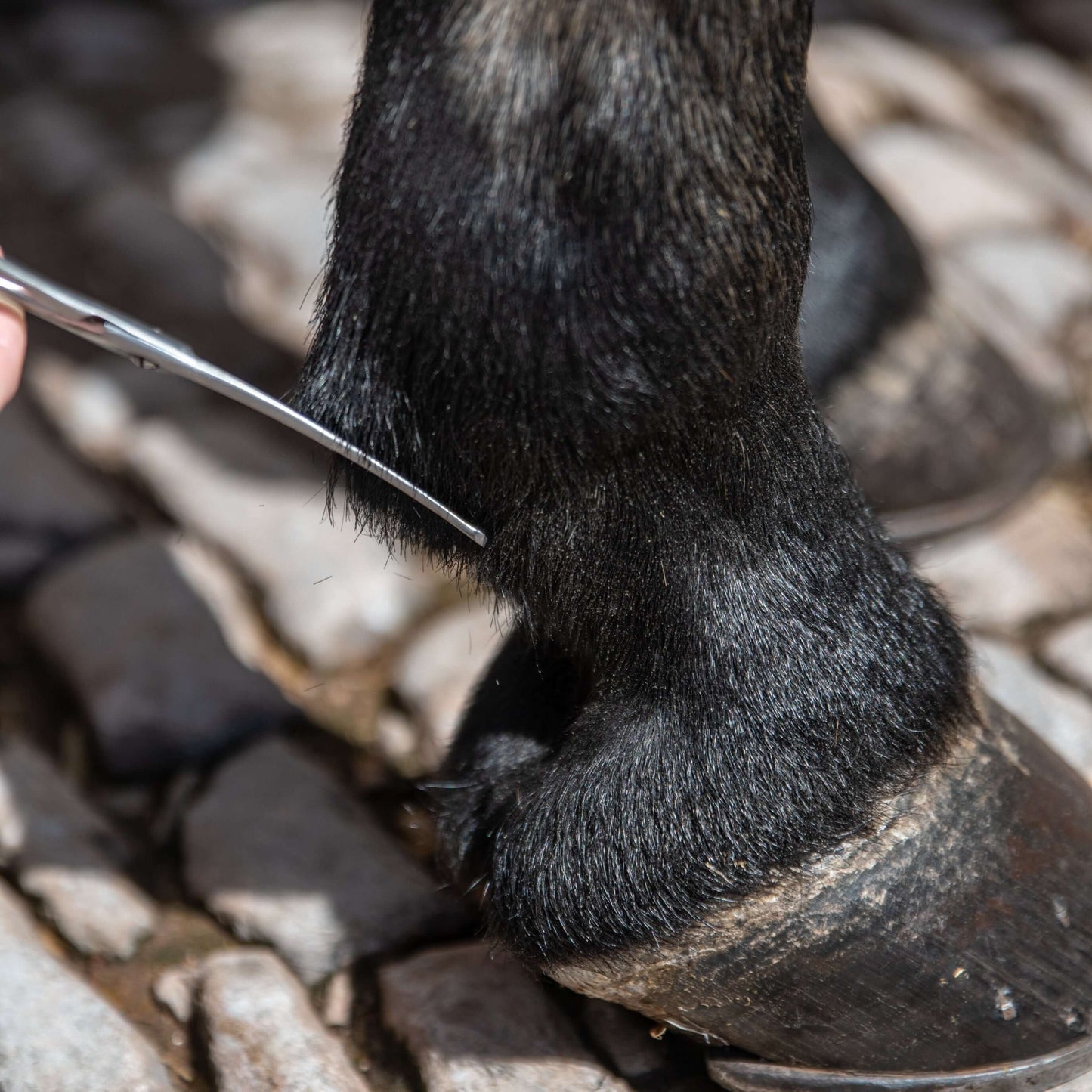 6.5"/16.5cm Curved Safety Scissors