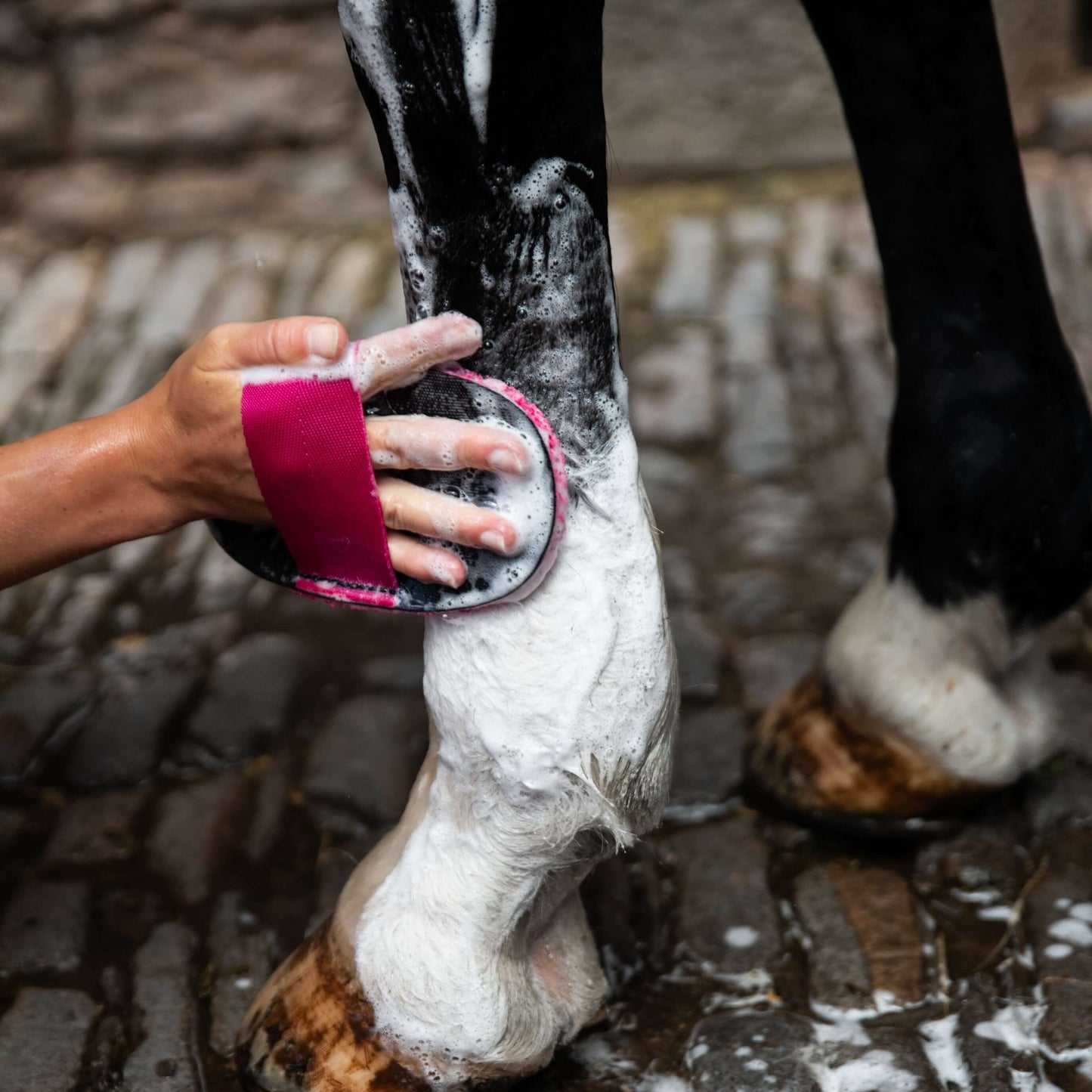 Super Groomer - Deluxe Edition