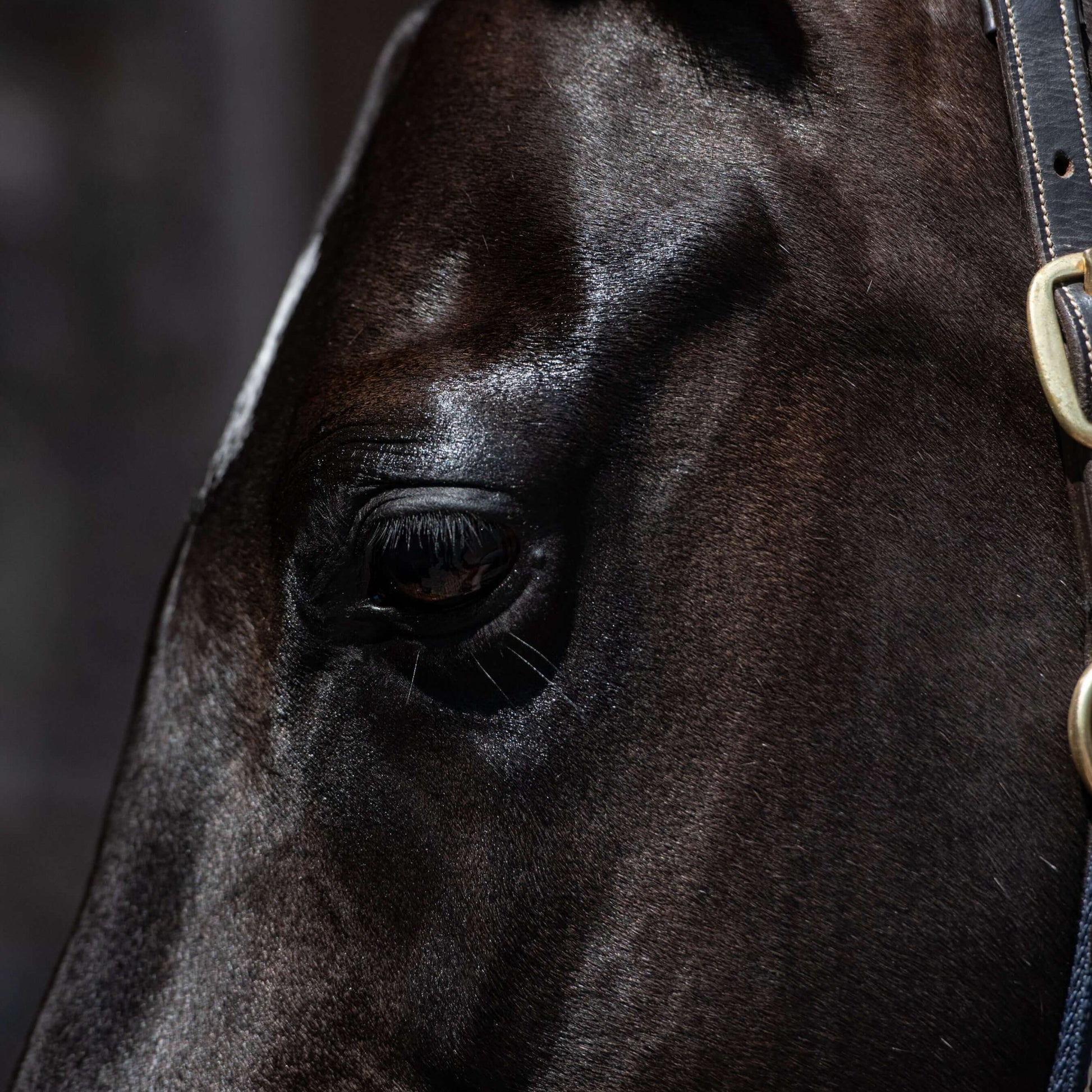 The head of a black horse that has been brushed and turned out perfectly