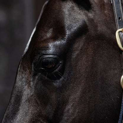The head of a black horse that has been brushed and turned out perfectly
