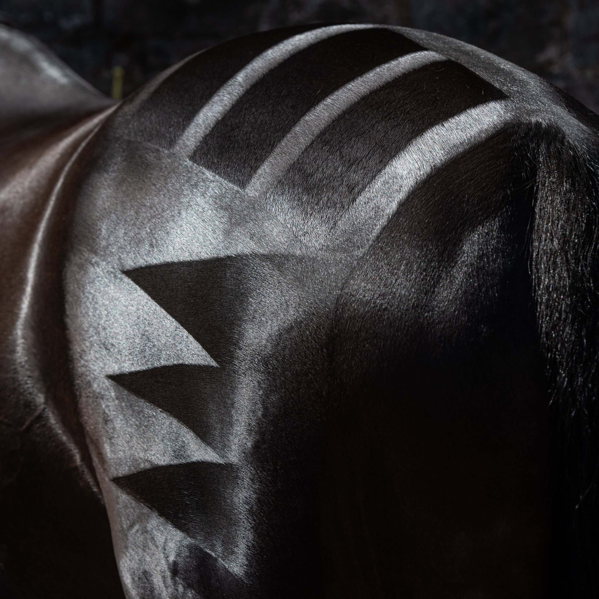 a well groomed horse with quartermarks