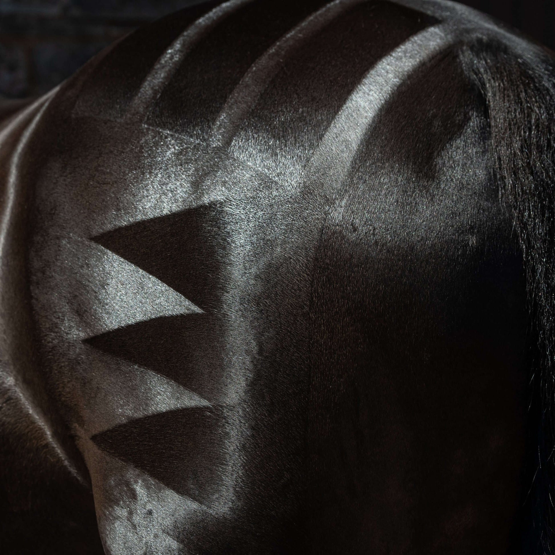 The hindquarters of a well groomed black horse showing perfect quartermarks brushed in