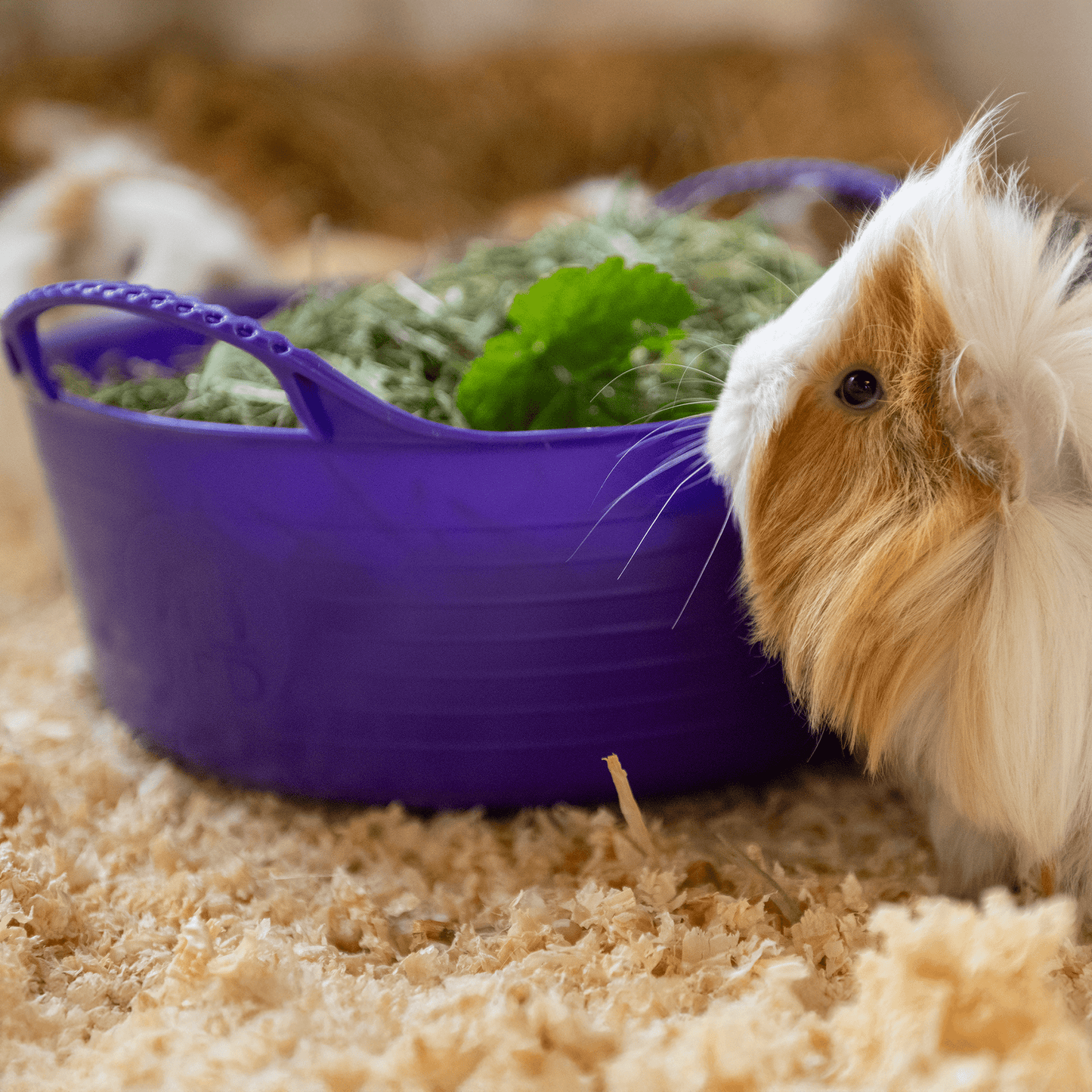 Gorilla Tub¨ Mini Shallow 5L - Red Gorilla - UK - SP5SK.BL