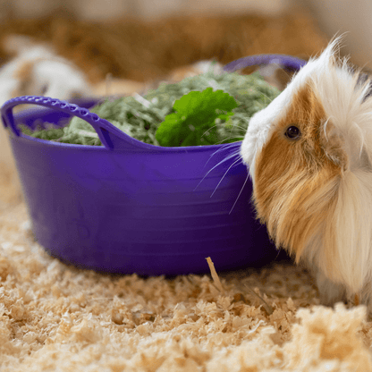 Gorilla Tub¨ Mini Shallow 5L - Red Gorilla - UK - SP5SK.BL